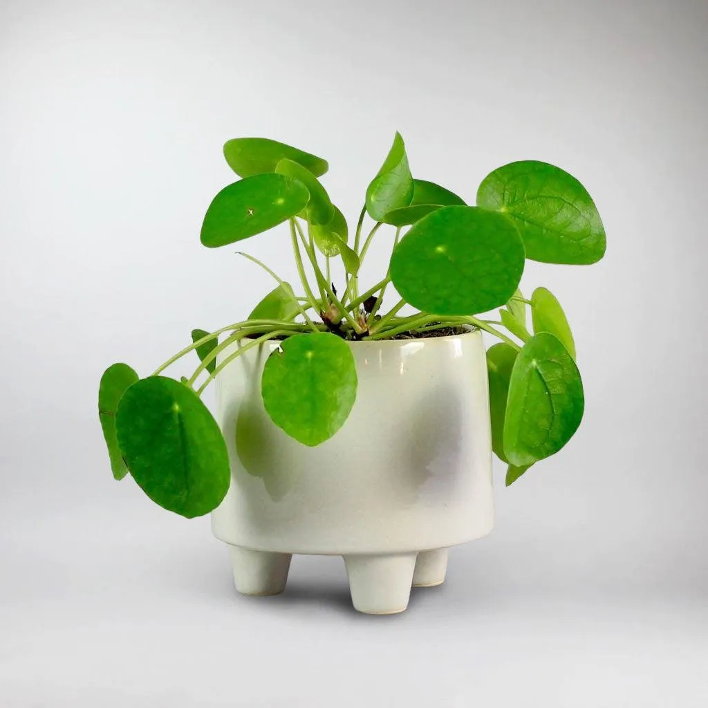3 Legged Ceramic Pot  'Troika'