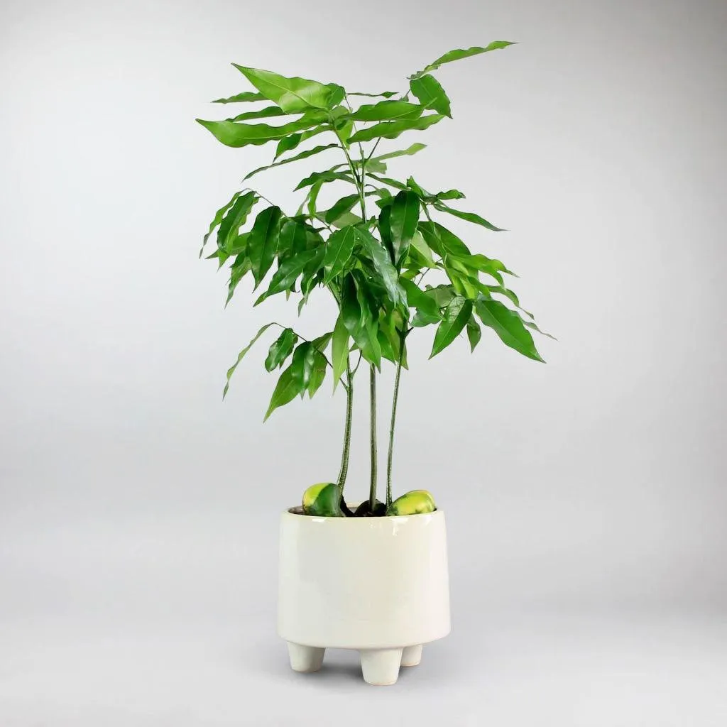 3 Legged Ceramic Pot  'Troika'