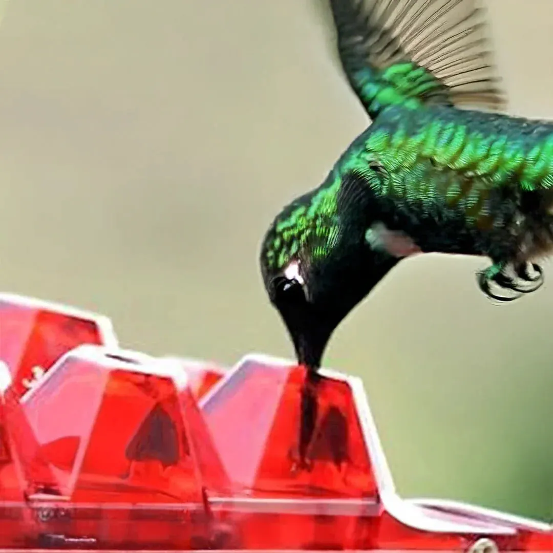 Ant-Proof Hummingbird Feeder with 30 Bee-Resistant Ports
