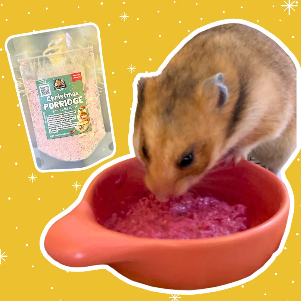 Christmas 2024: Christmas Porridge for Hamsters!