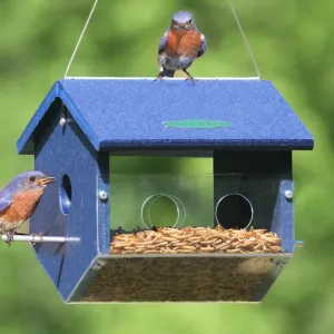 Duncraft Easy View Bluebird Feeder, Large