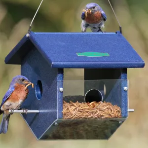 Duncraft Easy View Mealworm Feeder