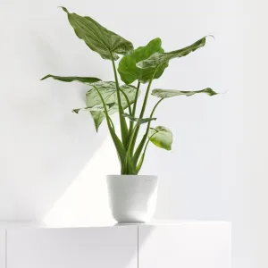 Ecopots Oslo Mini Pot Pure White