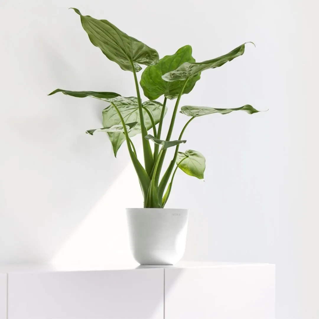 Ecopots Oslo Mini Pot Pure White