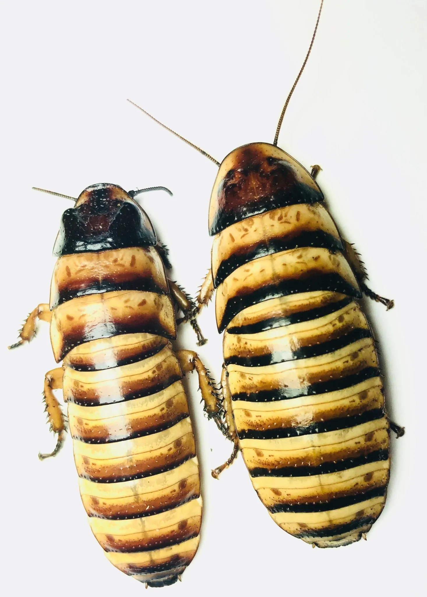 Halloween Hisser Adults & Nymphs - Elliptorhina Javanica - Dubia Alternative
