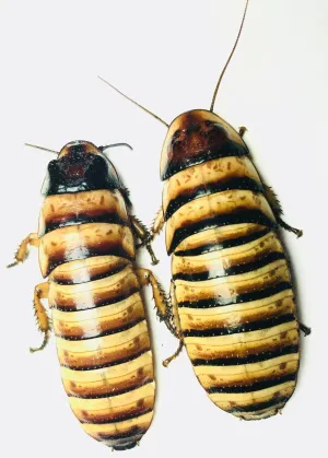 Halloween Hisser Adults & Nymphs - Elliptorhina Javanica - Dubia Alternative