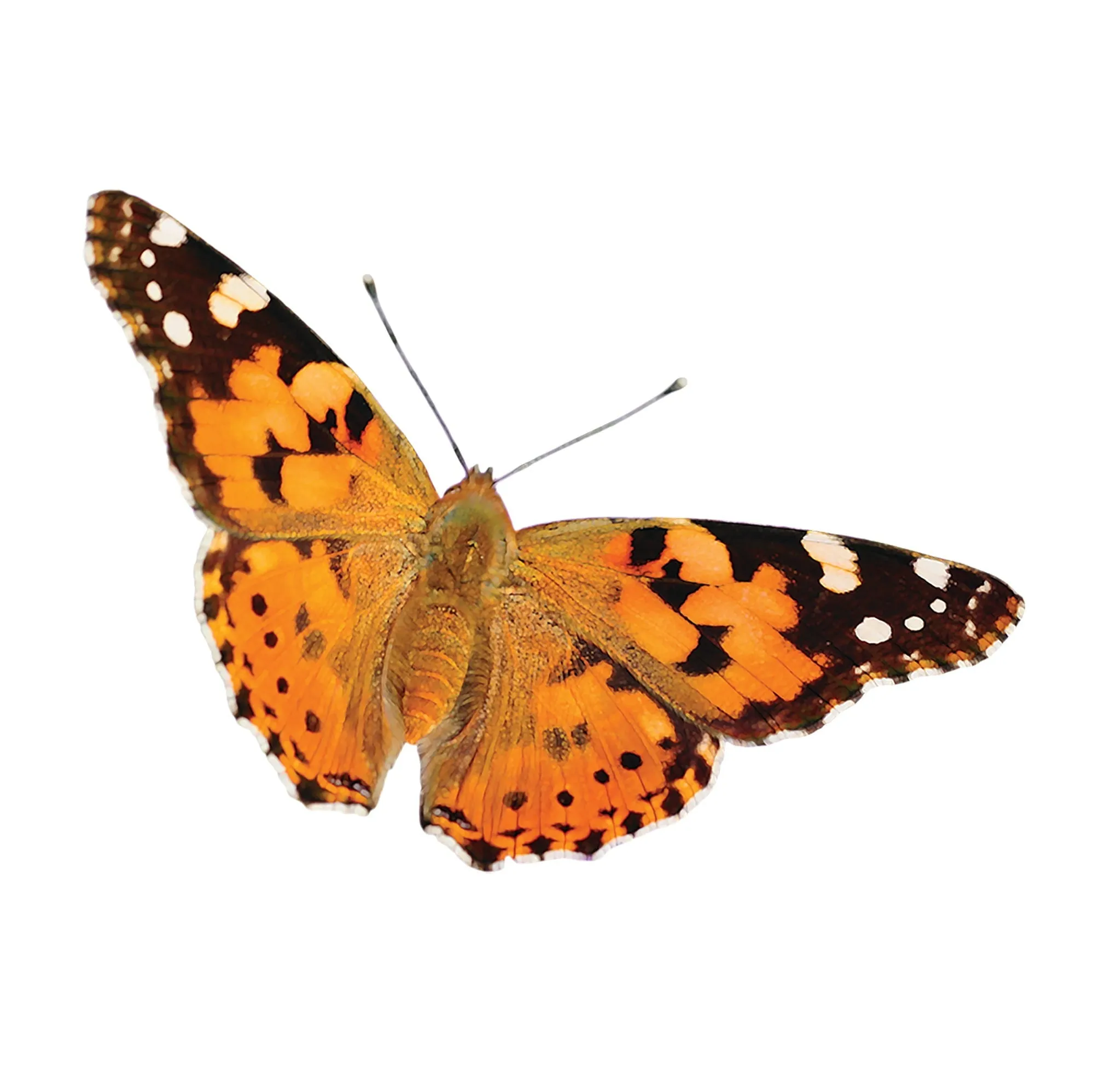 Insect Lore Butterfly Garden Kit with Two LIVE Cups of Caterpillars plus Bilingual STEM Journals and Butterfly Life Cycle Stages