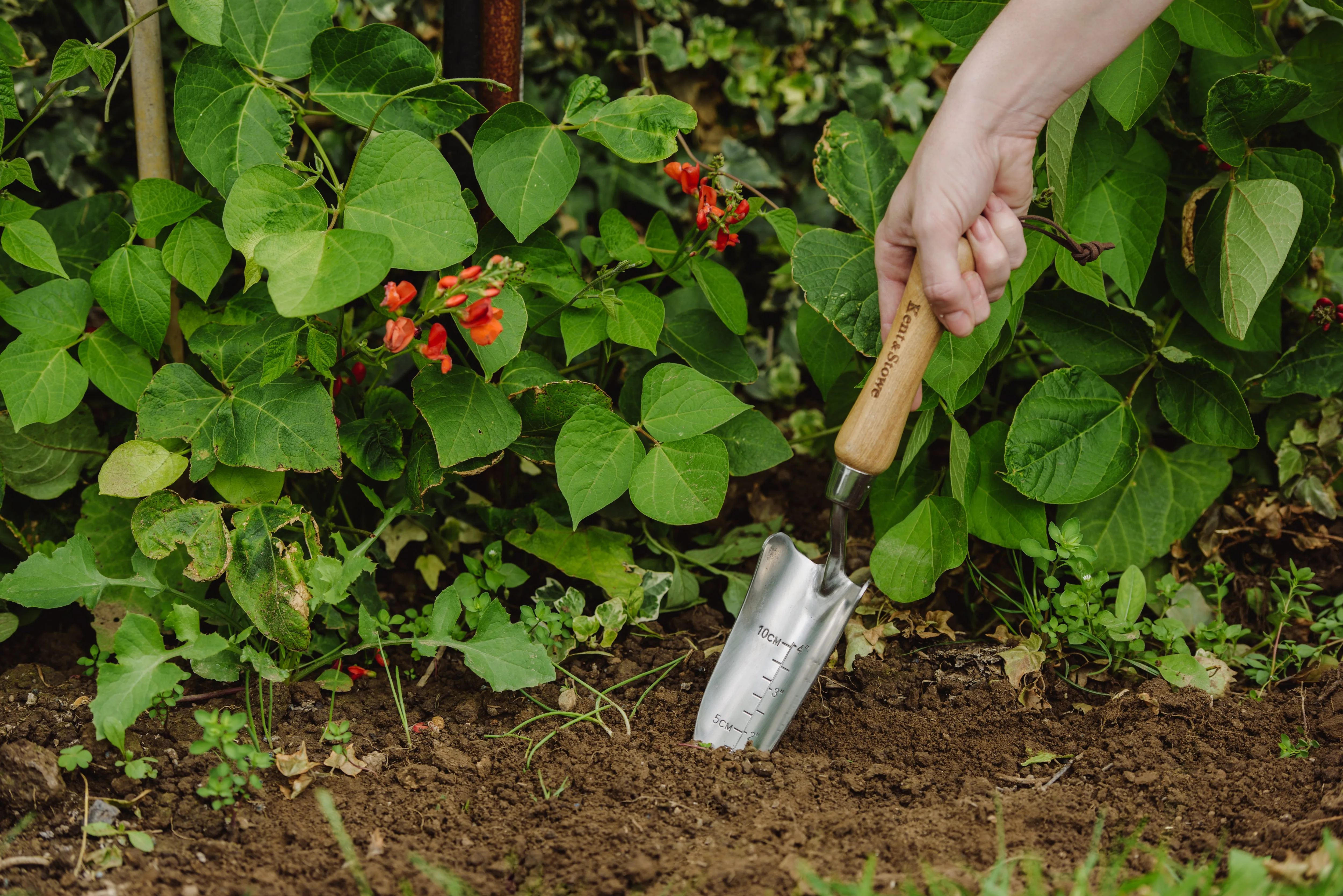 Kent & Stowe Stainless Steel Transplant Trowel