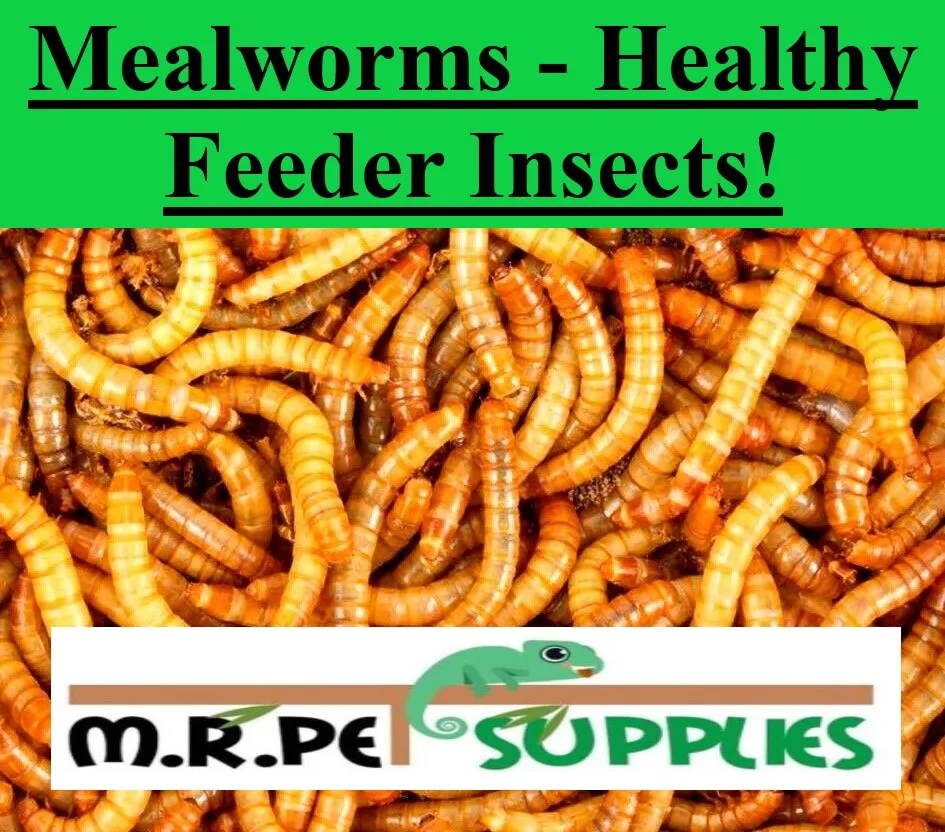 Live Mealworms - 100, 200, 300