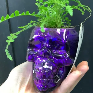 Moriarity Mini