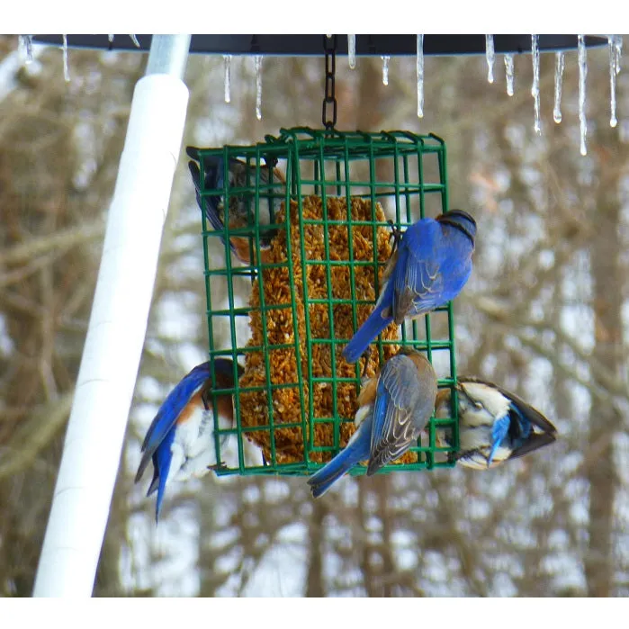 Mr. Bird Bugs, Nuts & Fruit Seed Cake- Small