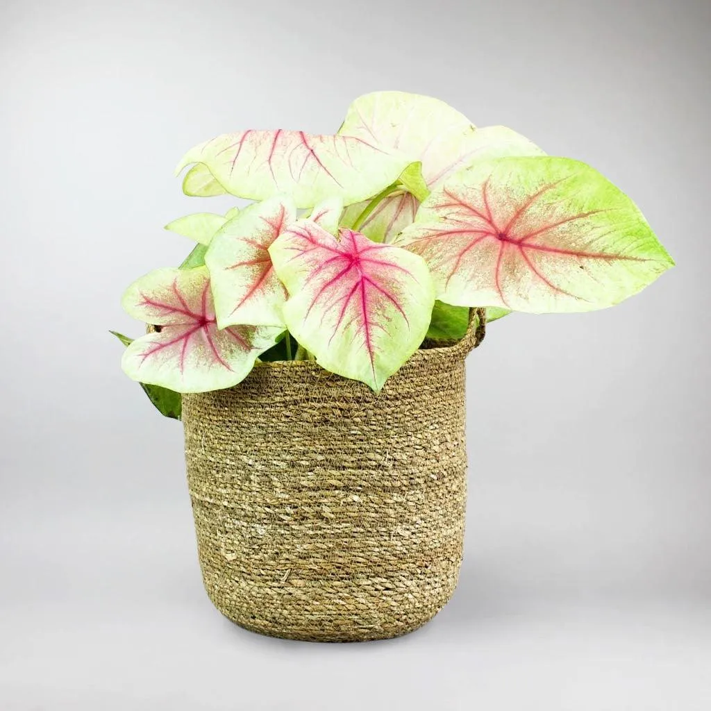 Natural Basket 'Mellow'