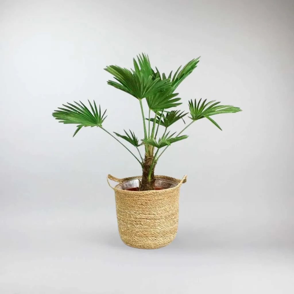 Natural Basket 'Mellow'