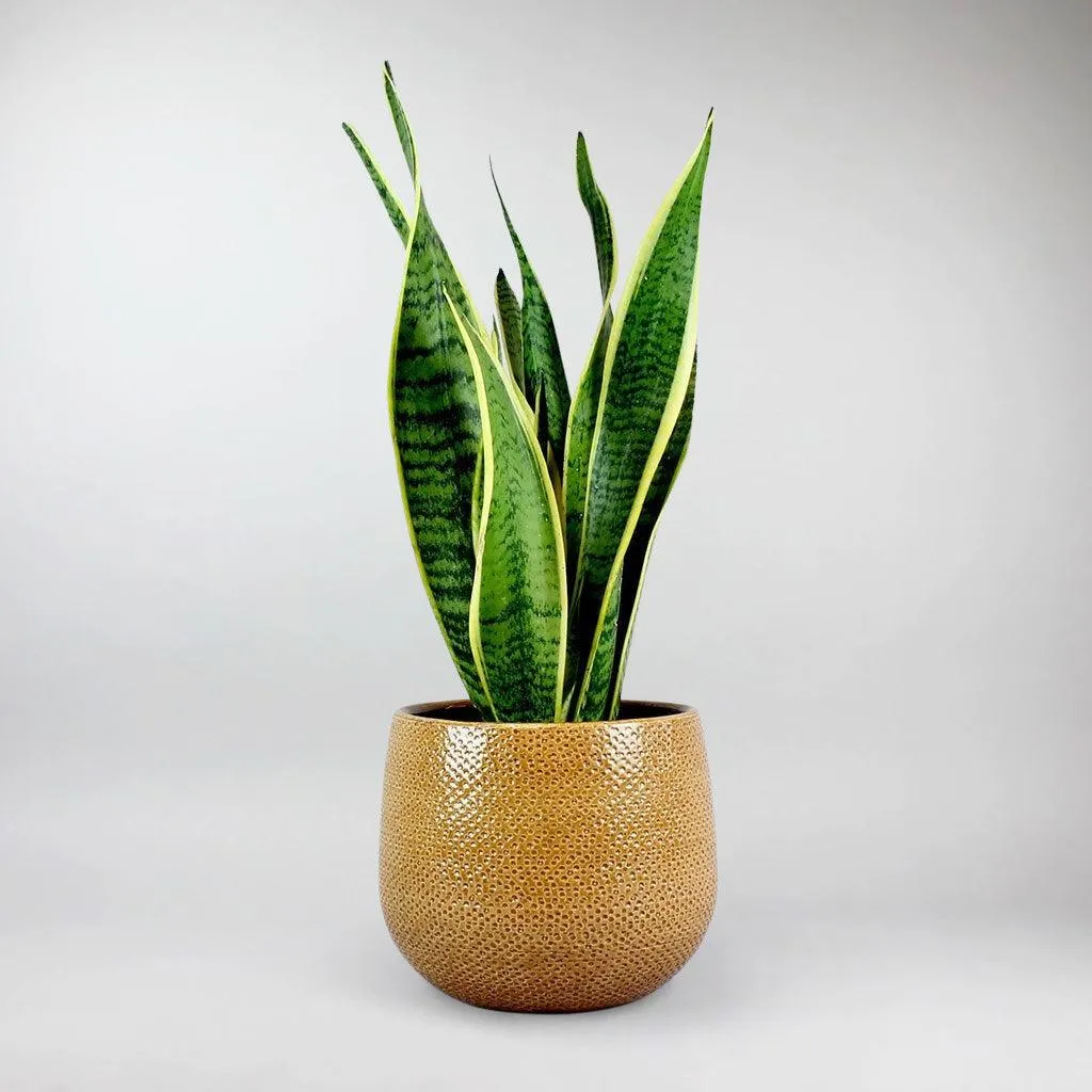 Ochre Ceramic Pot 'Venti' Ø 15.5 cm
