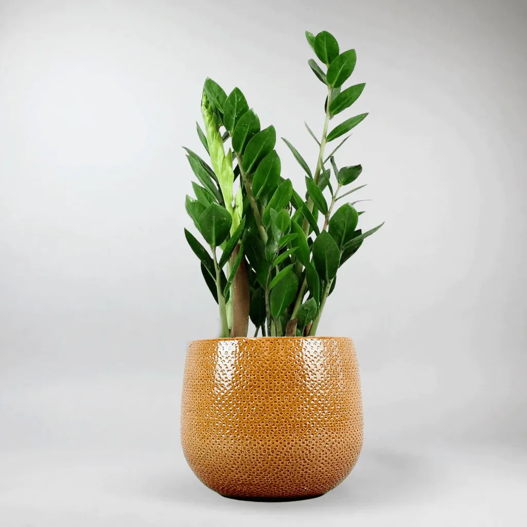 Ochre Ceramic Pot 'Venti' Ø 15.5 cm