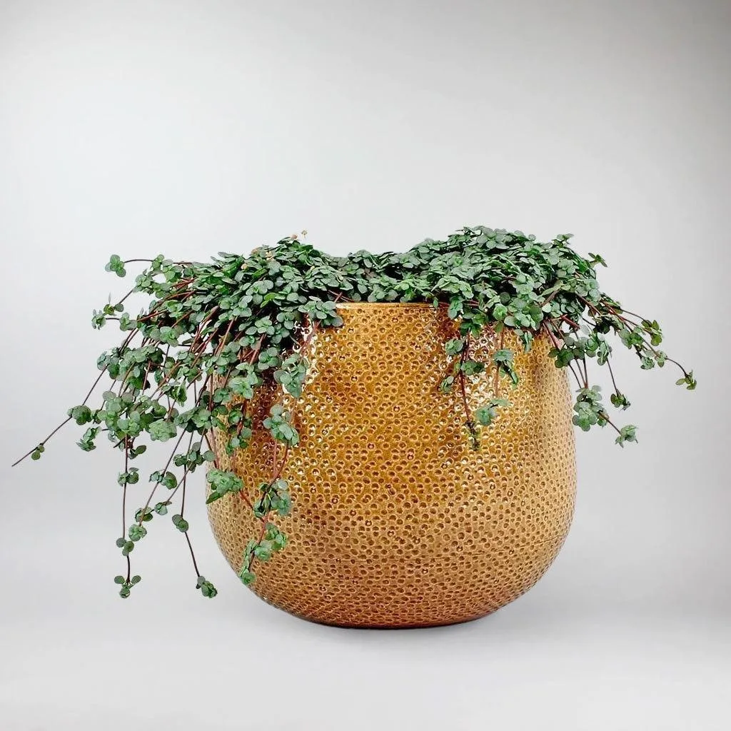 Ochre Ceramic Pot 'Venti' Ø 15.5 cm
