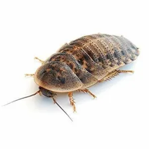ProBugs Eco-Fresh Dubia Cockroach - 5 Count