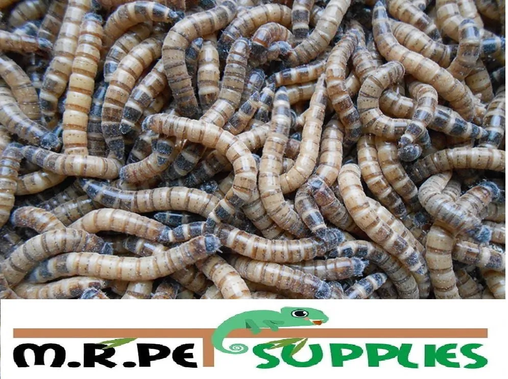 SuperWorms - Morio Beetle Larvae