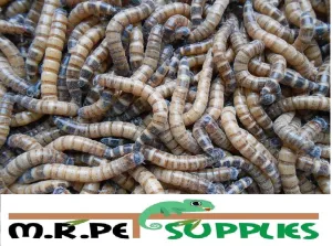 SuperWorms - Morio Beetle Larvae