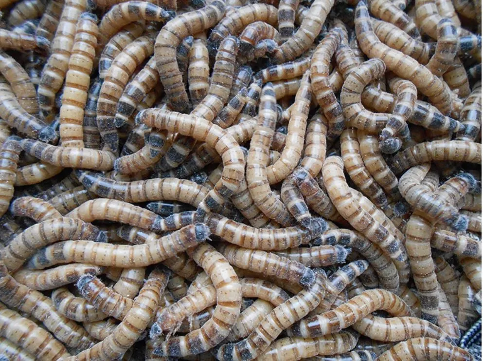 SuperWorms - Morio Beetle Larvae